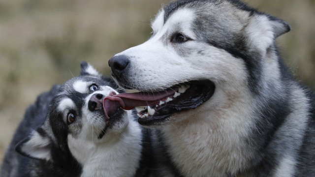 Ator de GoT pede a fãs que sejam
 responsáveis ao comprar cães huskies