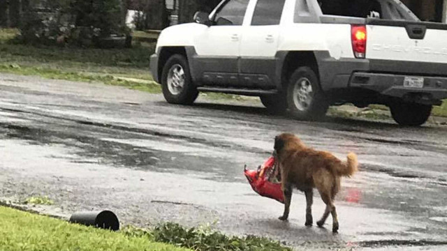 Foto de cachorro carregando saco de ração após furacão viraliza