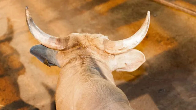 
                    Peão morre após ser pisoteado por touro em rodeio no interior de São Paulo
                