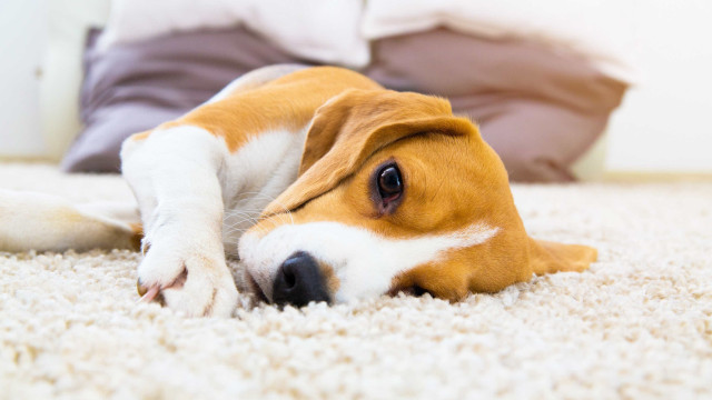 Três alimentos extremamente tóxicos para cães