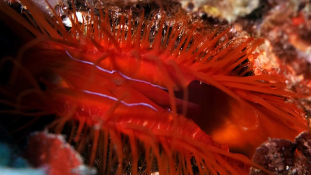 Impressionante molusco elétrico encontrado na Indonésia