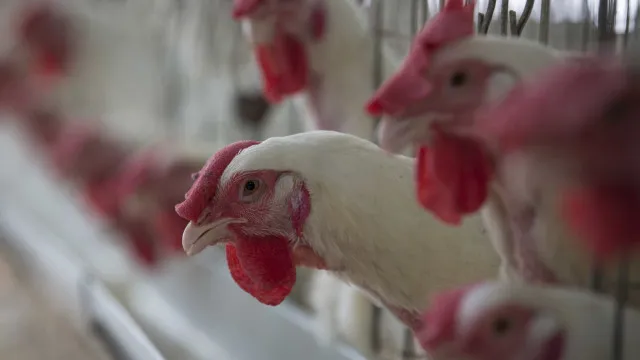 
                    Doença de Newcastle: é seguro comer frango? Entenda os riscos
                