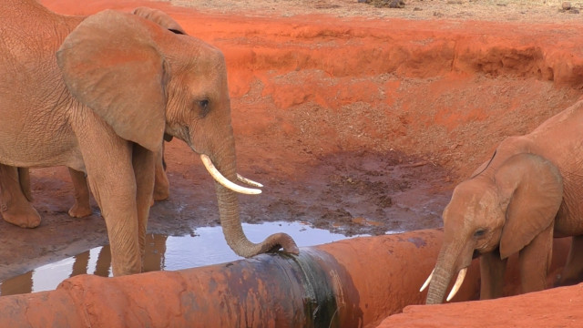 Conheça a longa jornada de elefantes africanos em busca de água