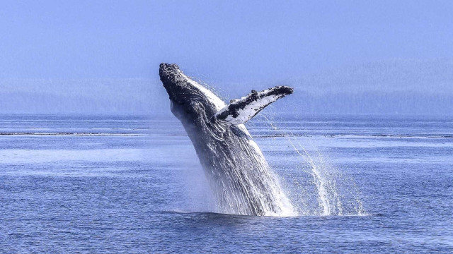 A beleza extraordinária das baleias; vídeo