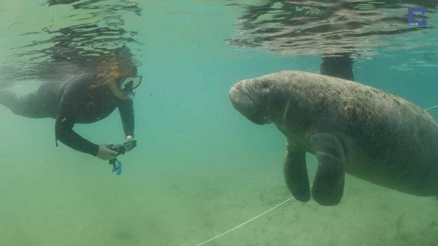 A inesperada amizade aquática entre mergulhadores e animais