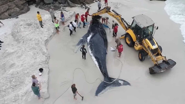 Drone mostra resgate de baleia-jubarte encalhada em praia no Rio