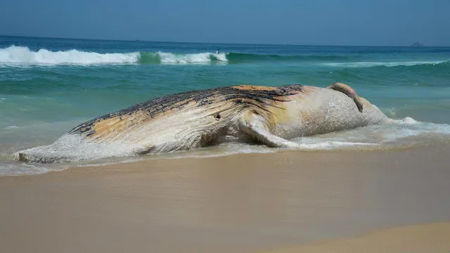 
                    Baleia-jubarte morta aparece na orla e atrai curiosos em Praia Grande, litoral de SP
                
