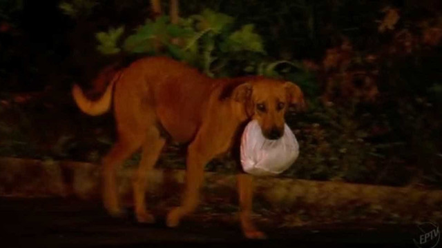 Cadela que levava marmita para animais morre após ser picada por cobra
