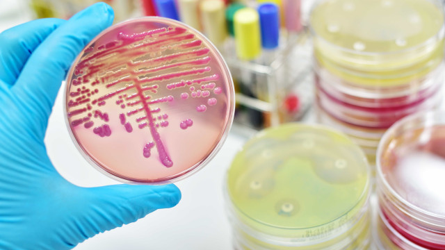 Surto de E.coli no Reino Unido faz um morto; há 275 casos confirmados