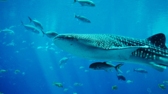 Tubarão-baleia, o gigante inofensivo do mar