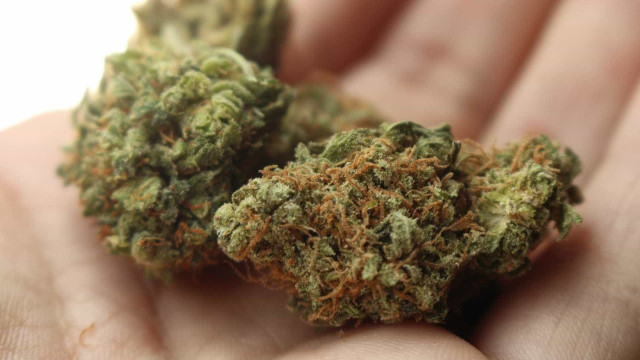 Entenda as três teses em julgamento do STF sobre descriminalização de maconha