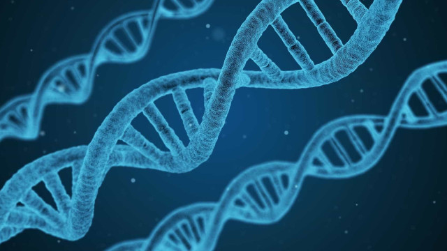 Com edição de DNA, brasileiros avançam no transplante de órgãos de porcos para humanos