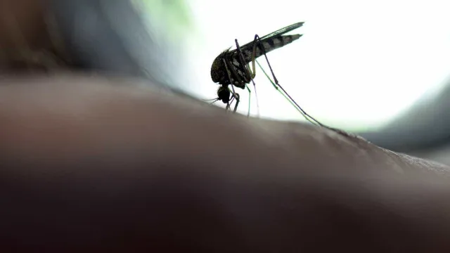 
                    Novo caso de febre amarela é registrado em Lagoinha, interior de SP
                