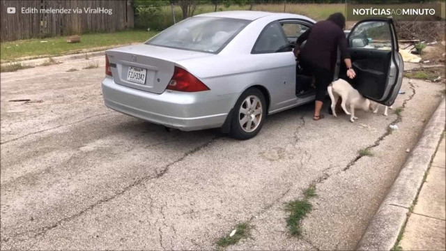 Mulher é flagrada abandonando cães em rua nos EUA