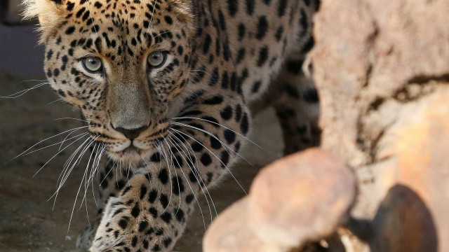 Leopardo brinca com perna de turista durante safári; vídeo