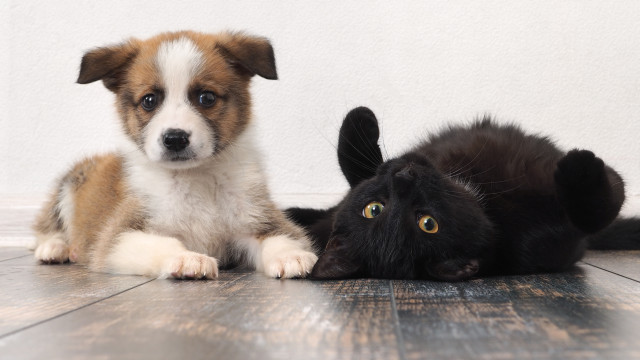 Covid-19. Variante britânica também afeta cães e gatos
