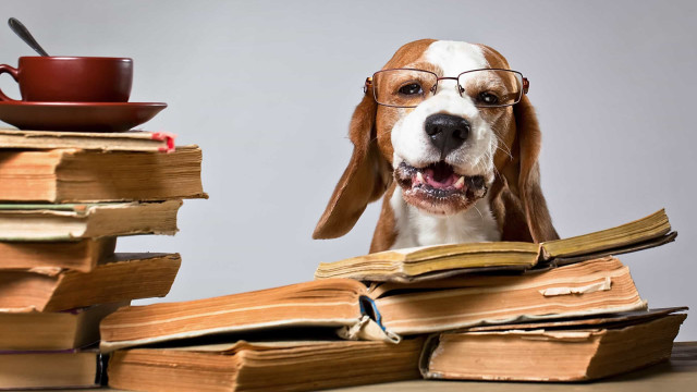 O ranking das raças de cães mais inteligentes do mundo