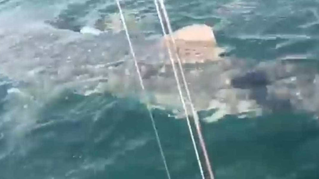 Pescador tem encontro surpreendente com tubarão-baleia