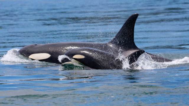 Orca que carregava filhote morto há 17 dias finalmente o deixa ir