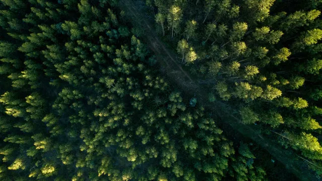 
                    Como é o projeto, aprovado no Congresso, que reduz em 37% proteção de floresta na Amazônia
                