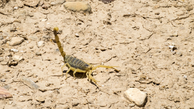 Escorpiões matam três pessoas e ferem cerca de 450 no Egito