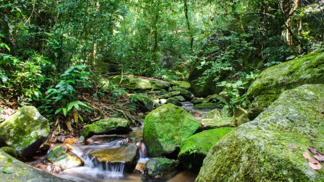 Desmatamento da Mata Atlântica tem queda de 28% em um ano