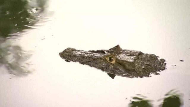 Jacaré 'pega onda' em praia de Florianópolis e faz sucesso na internet