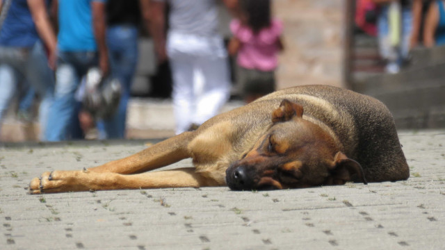 Após onda de adoções, abandono de animais domésticos dispara 70% na pandemia