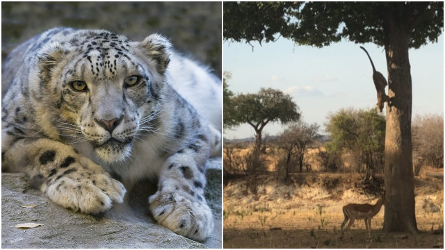 Leopardo salta de árvore para capturar presa; veja
