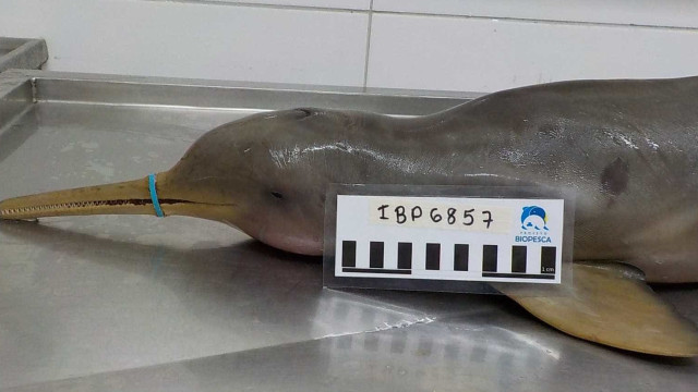 Lacre de plástico faz golfinho em extinção morrer de fome em SP