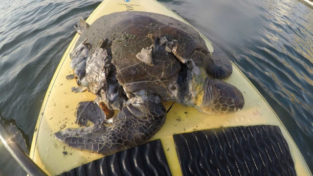 Tartaruga tem casco destruído por jet ski e morre em praia de Santos
