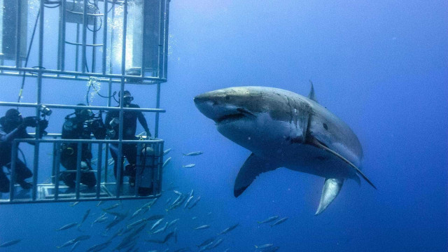 Tubarão-branco gigante de seis metros faz aparição rara no Havaí