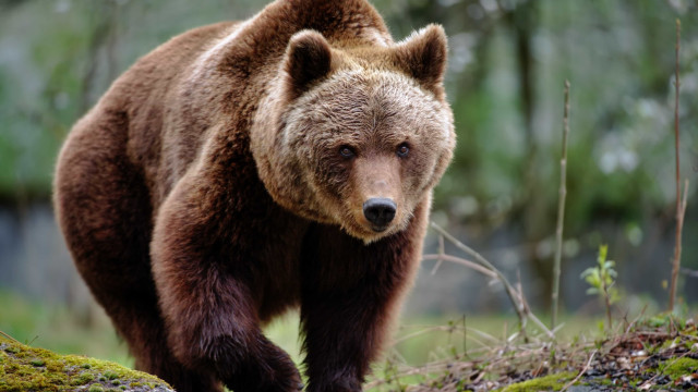 Mãe é presa por jogar bebê dentro de jaula de urso no Uzbequistão