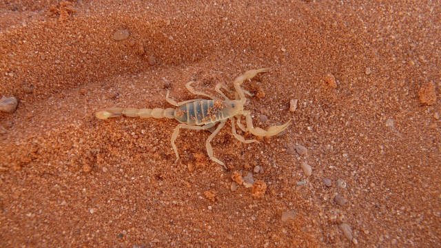 Ataques de escorpiões em SP crescem 22%; entenda o porquê e como evitar