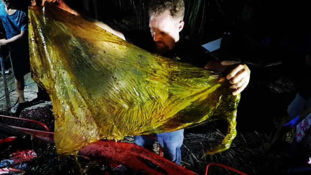 Baleia é encontrada morta com 40 kg de plástico no estômago