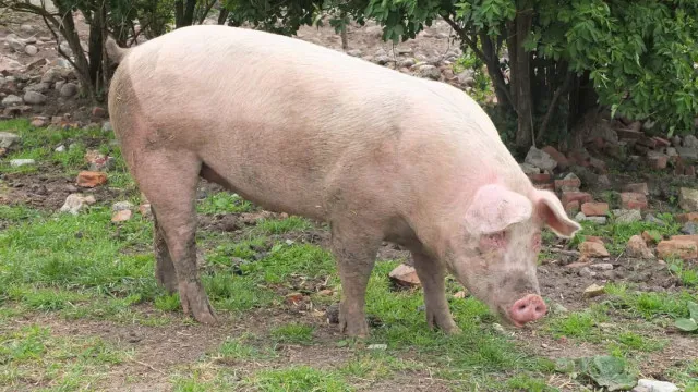 
                    Morre porco clonado em projeto da USP para transplante de órgãos em humanos
                