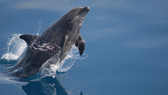 Polícia adverte 33 nadadores por importunação de golfinhos no Havaí