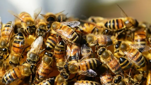 
                    Brasil terá de provar à UE que não usa antibióticos para engordar abelhas
                