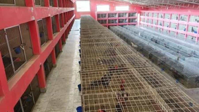 Polícia encontra mais de mil galos de rinha em galpões em SP