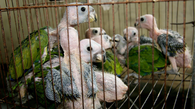 PF prende traficantes de animais silvestres na Operação Urutau 2