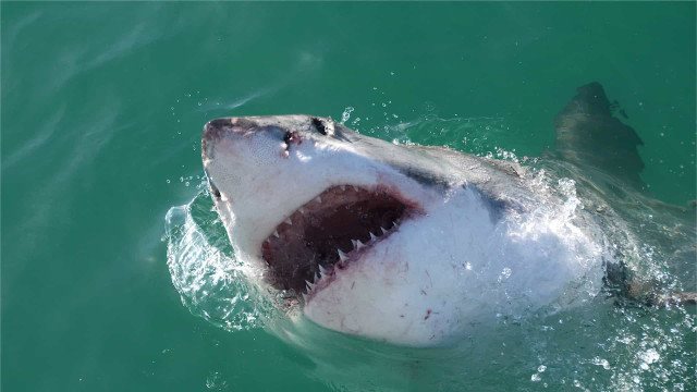 Turista tem pé arrancado por tubarão no Caribe, e demora impede reimplante