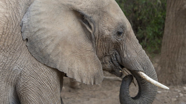 Segurança é morto por elefante que conseguiu abrir portão sozinho
