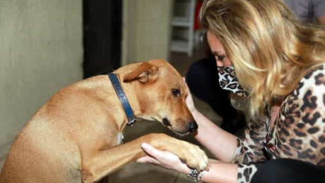 Primeira-dama de Cuiabá adota cachorro resgatado das queimadas no Pantanal