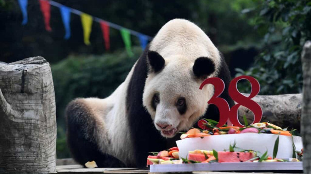 Morreu Xin Xing, a panda gigante mais velha do mundo
