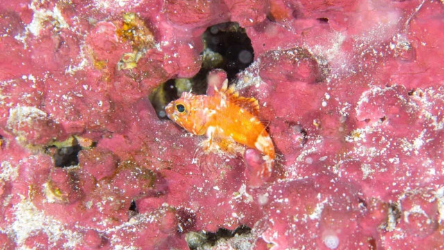 Expedição descobre novas espécies de peixe em Fernando de Noronha