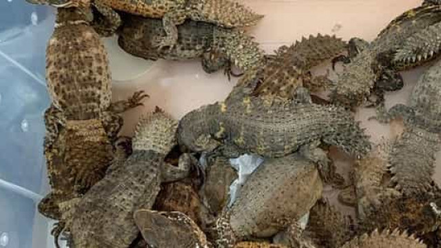Biólogo russo é preso ao tentar embarcar com 200 animais vivos