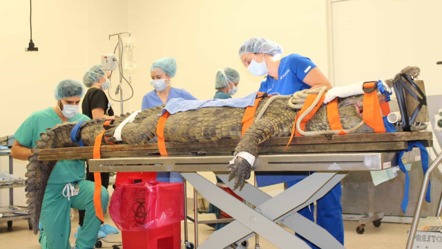 Crocodilo submetido a cirurgia na Flórida para retirar sapato do estômago