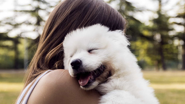 Maneiras secretas que os cachorros usam para se comunicar com a gente