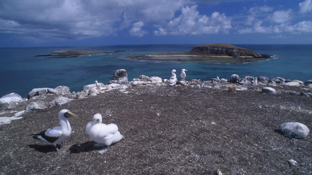Concurso vai premiar imagens do fundo do mar de Abrolhos
