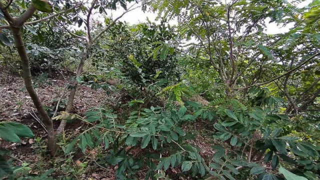 Menina kaingang é encontrada morta na região da maior terra indígena do RS